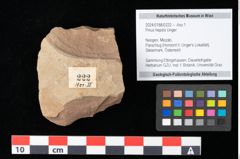 Foto (Objekt + Etikett) von Pinus hepios Unger (NHMW-GEO-2024-0188-0222)